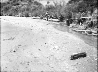 Tree and cable and willow spider jetties on Virgin River opposite Wiley camp drainage in need of repair after heavy spring floods.