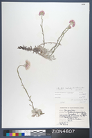 Herbarium Specimen Sheet 4607
