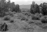 BW photo of the 1937 grazing study 35MM. Photo of fence line.