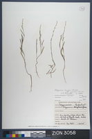 Herbarium Specimen Sheet 3058