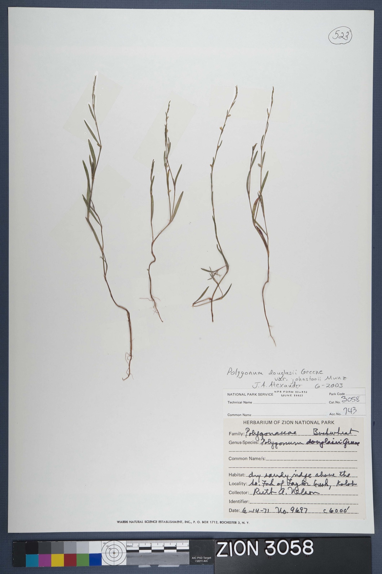 Herbarium Specimen Sheet 3058