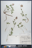 Herbarium Specimen Sheet 3752