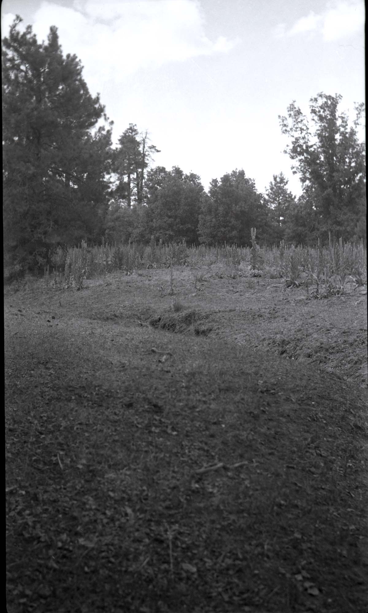 Upper Potato Hollow.