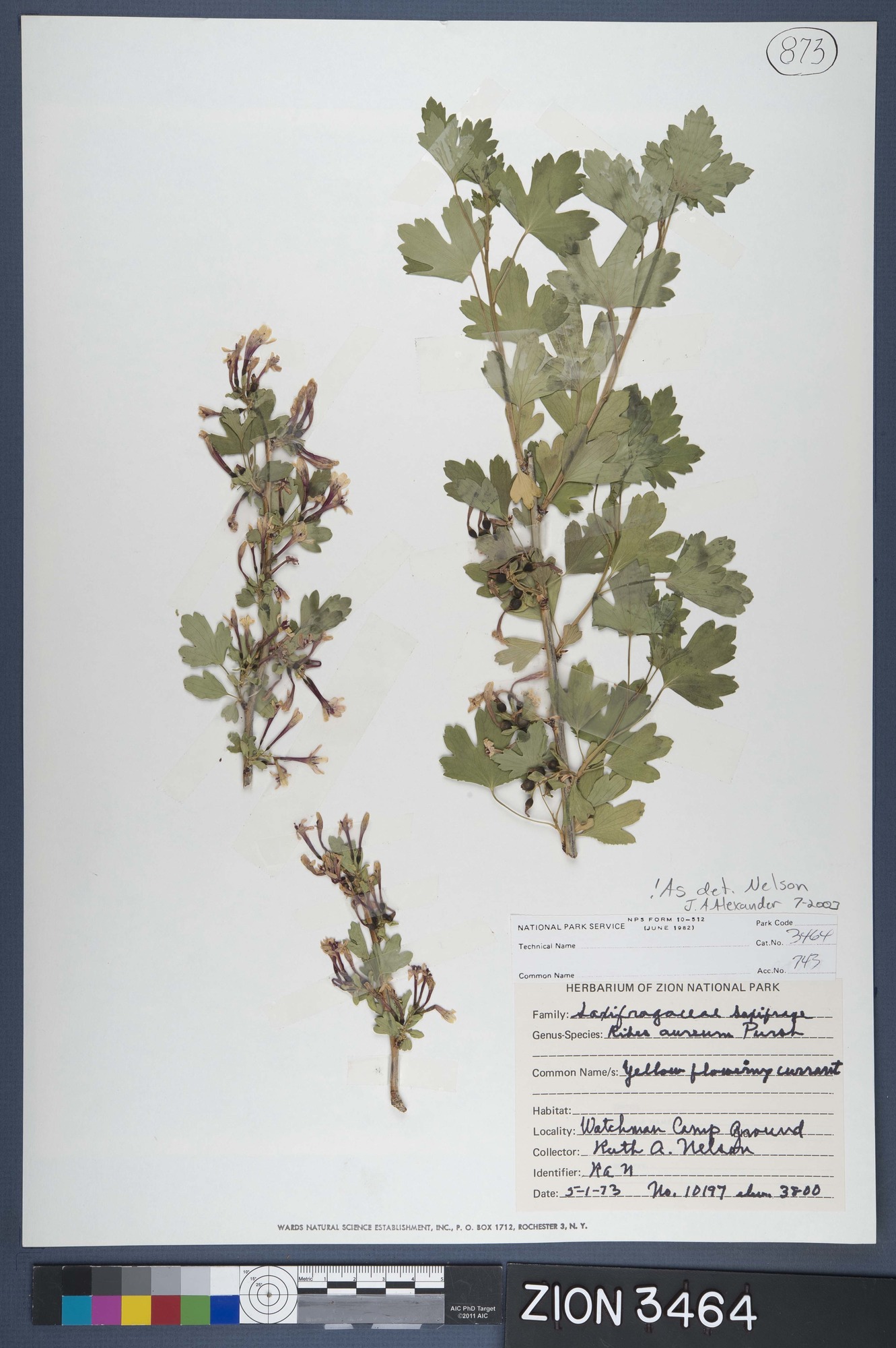 Herbarium Specimen Sheet 3464