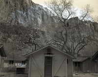 Tree pruning crew at work in cottonwood trees at Zion Lodge removing dangerous branches.
