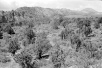 BW photo of the 1937 grazing study 35MM.