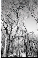 BW photos of trees.