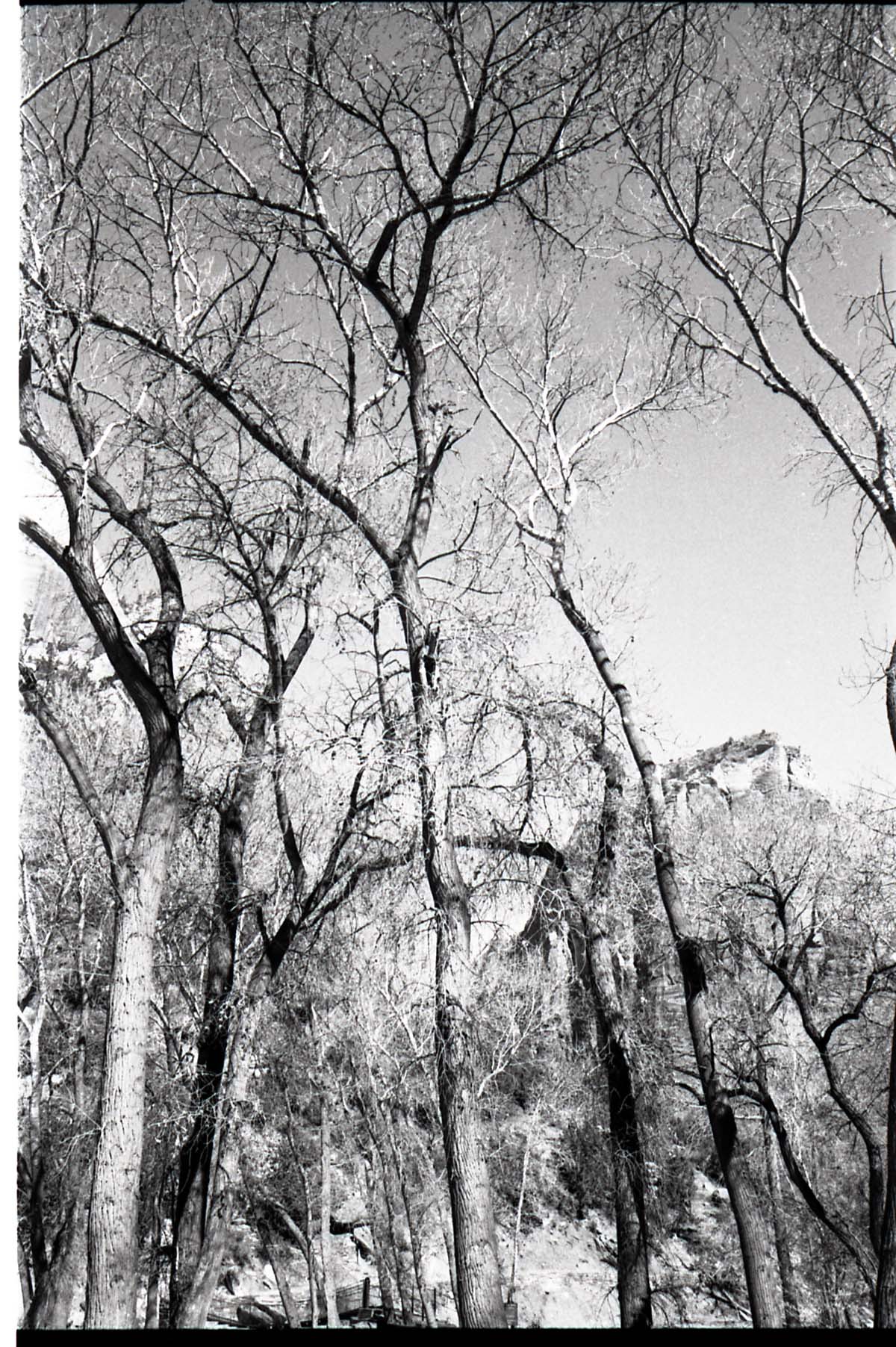 BW photos of trees.