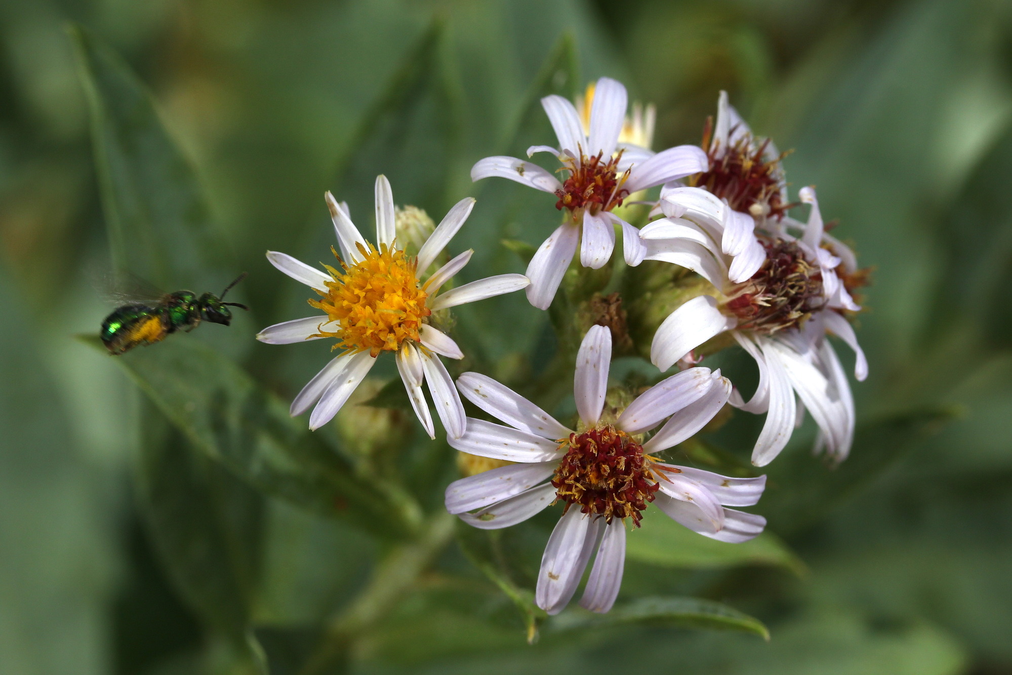 Aster wasatchensis, Modest aster