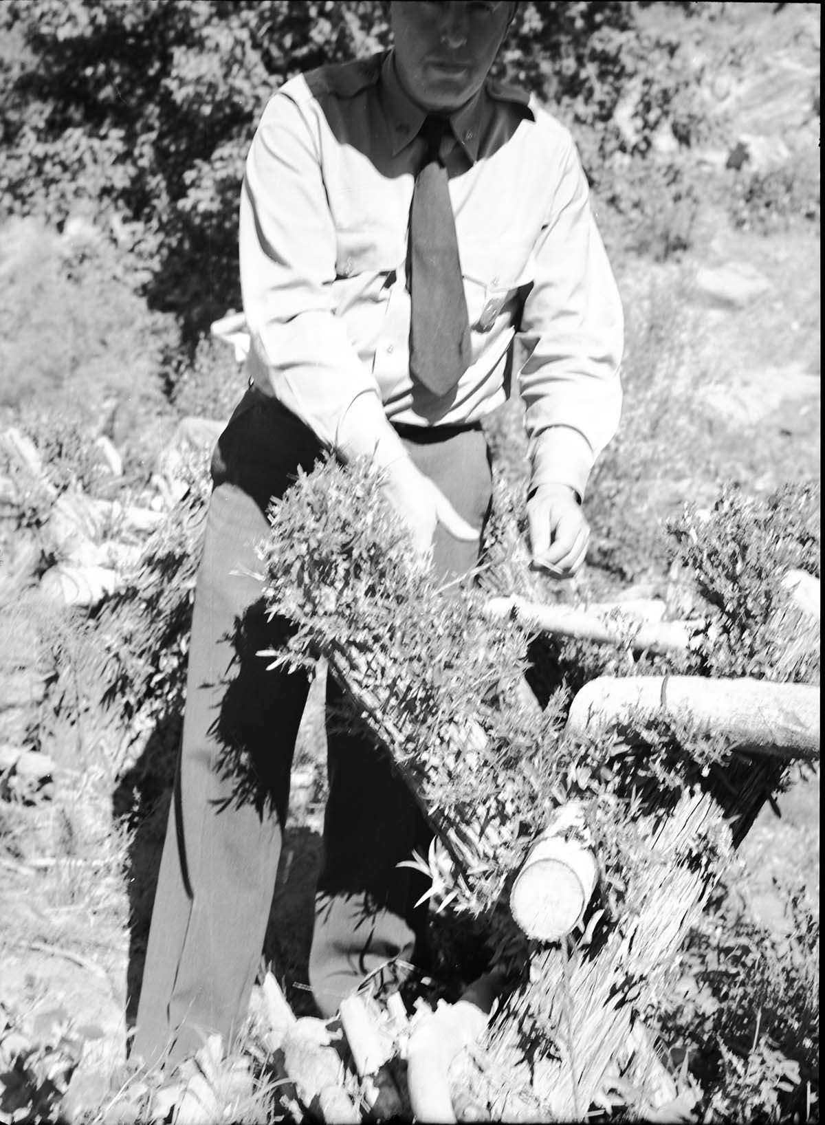 Close-up: willow 'spiders,' for stream bank protection, near Weeping Rock. Deer doing extensive damage to new growth on these living structures.