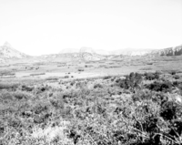 Sandy flats. Pinyon and juniper growing in the Kolob section.