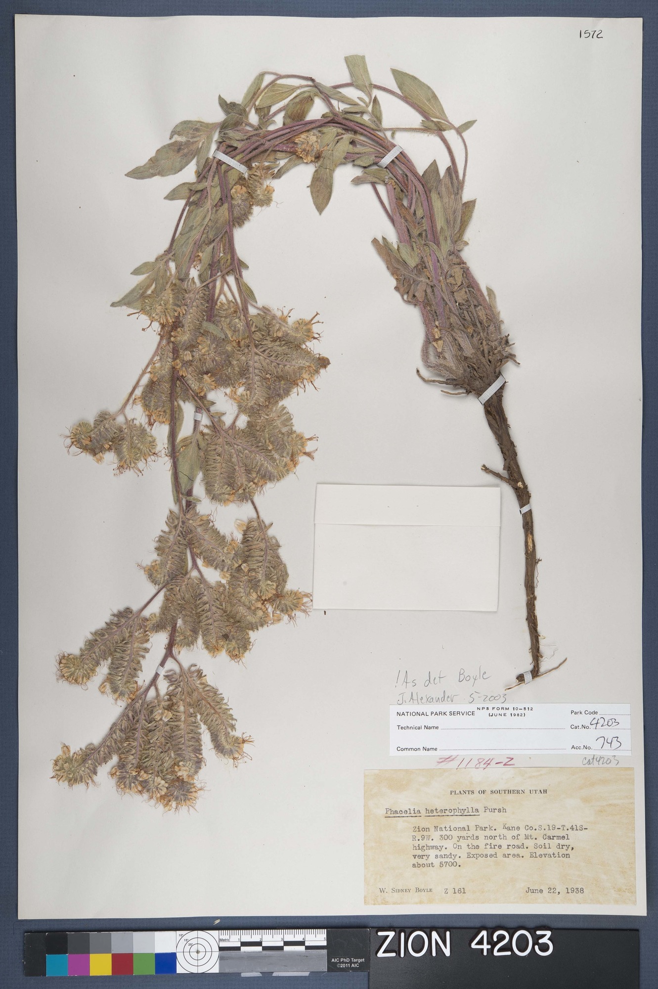 Herbarium Specimen Sheet 4203