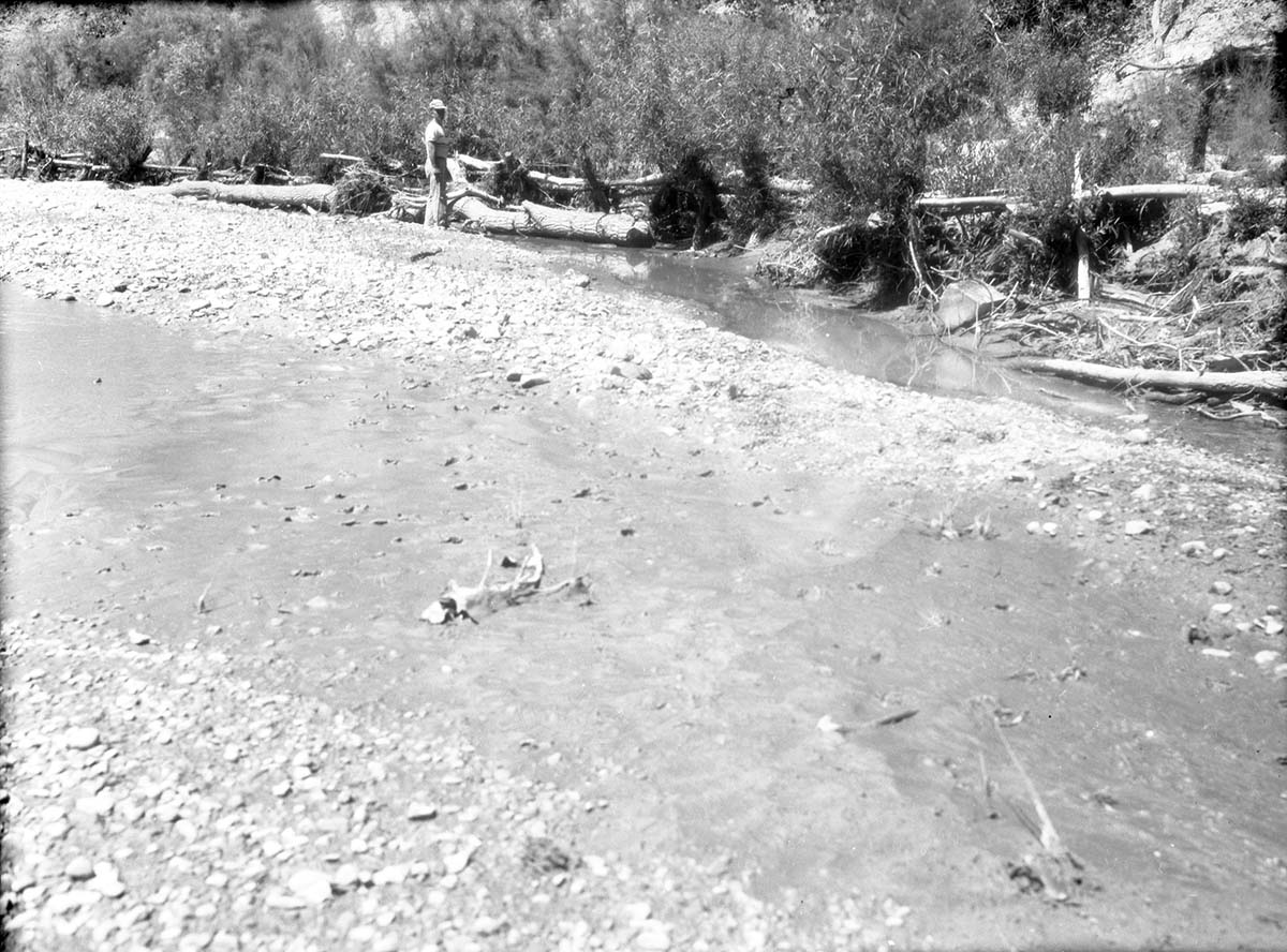 Tree and cable jetties on Virgin River opposite Wiley camp drainage in need of repair after heavy spring floods. [Scratches, pits, fingerprints]