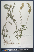 Herbarium Specimen Sheet 4948