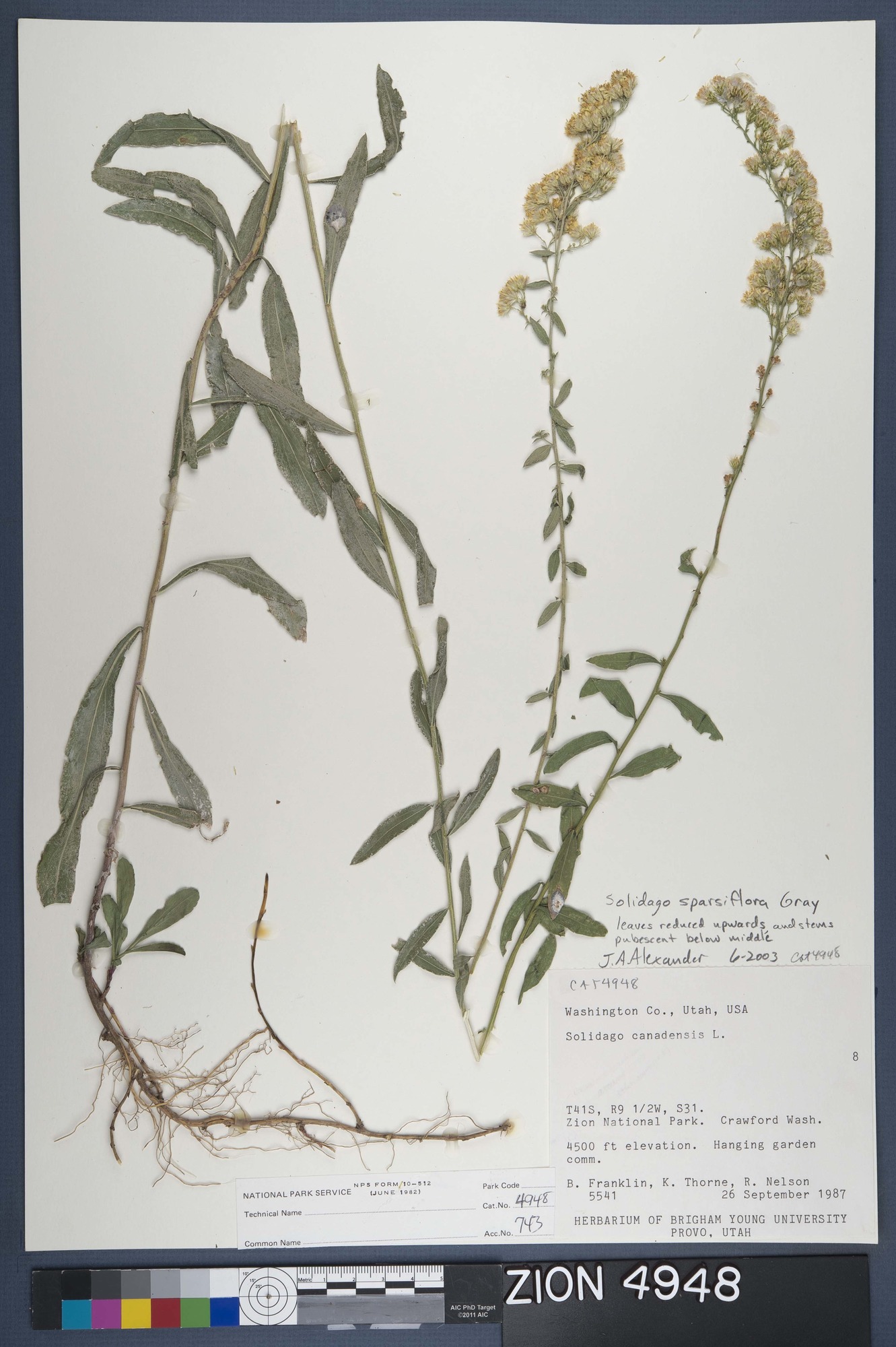 Herbarium Specimen Sheet 4948