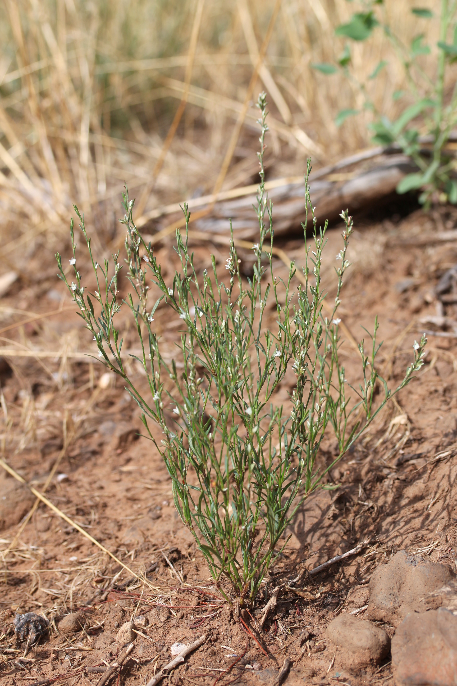 Polygonum douglasii, Utah knotweed
