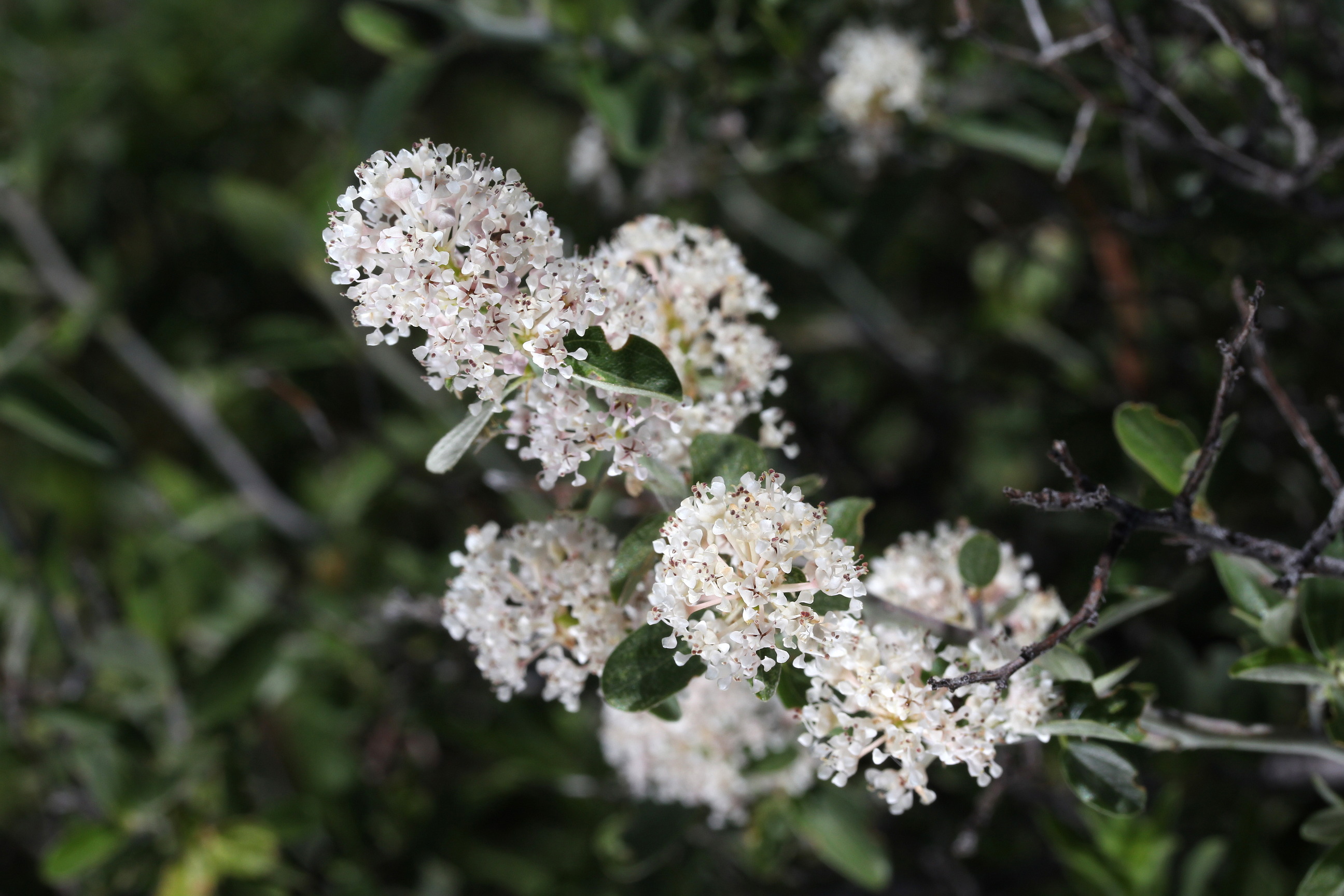Ceanothus fendleri, Fendler's mountain-lilac