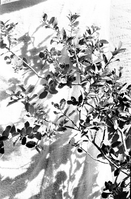 Leaves and branches of Quercus pungens, pungent oak.