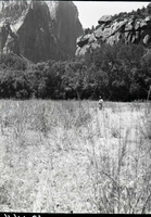 Meadow on the west side of the river above the Utah Parks Company (Union Pacific Railroad) sewer farm. The original vegetation in this open park was replaced with annual cheat grass as a result of past over-grazing.