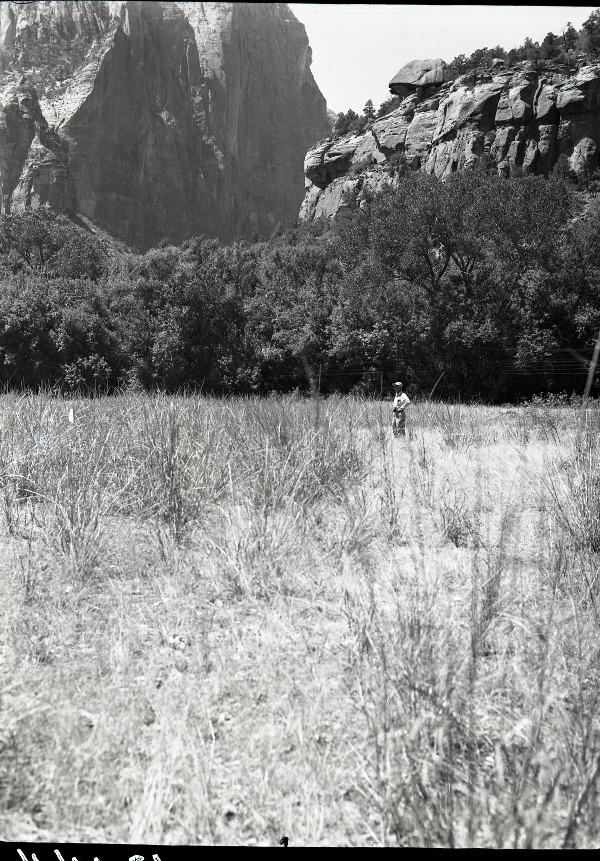 Meadow on the west side of the river above the Utah Parks Company (Union Pacific Railroad) sewer farm. The original vegetation in this open park was replaced with annual cheat grass as a result of past over-grazing.