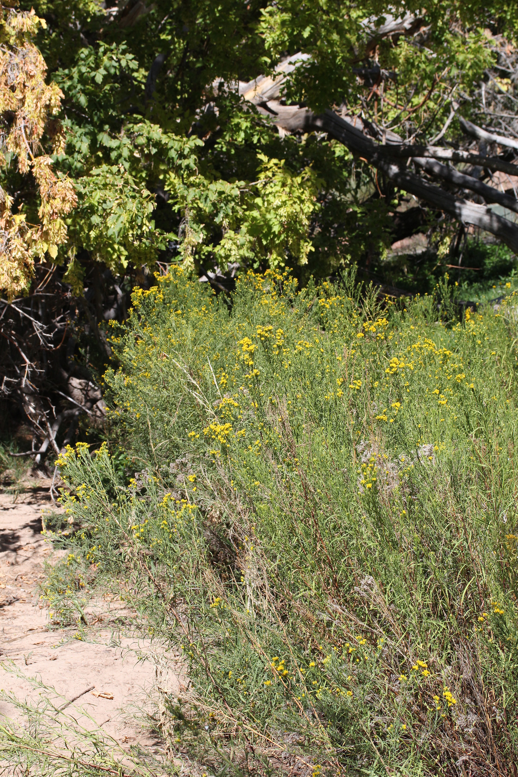 Euthamia occidentalis, Western goldenrod