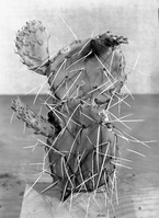 Diorama exhibit. Wax reproduction of prickly pear cactus, Opuntia polyacantha. Created by Civilian Conservation Corps (CCC) workers at the Western Museum Laboratory (WML) on Fulton Street, Berkeley, California.