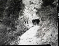 Completed paving of West Rim Trail near shelter cabin and the return of Lameraux's horses.