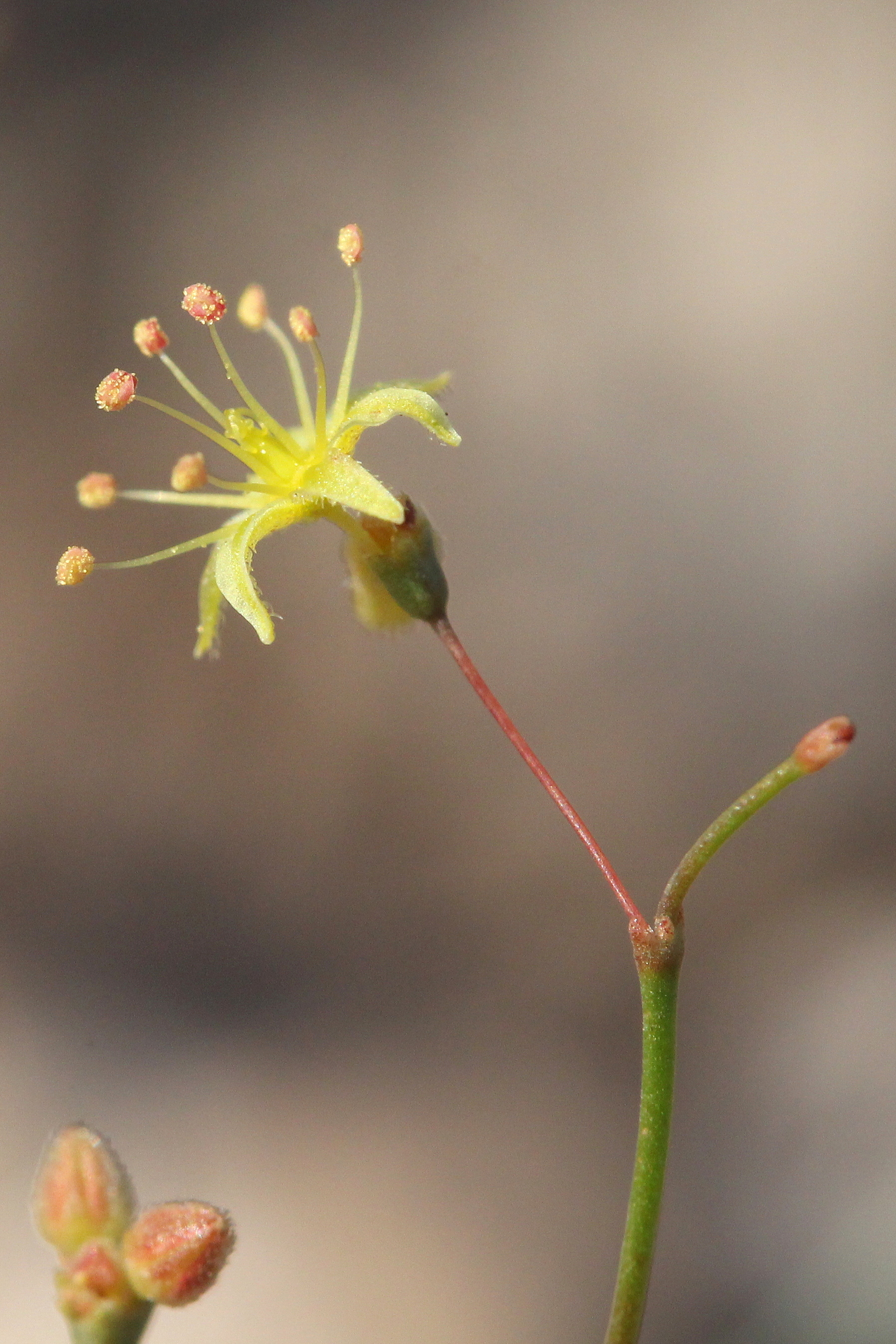 Eriogonum inflatum, Desert trumpet