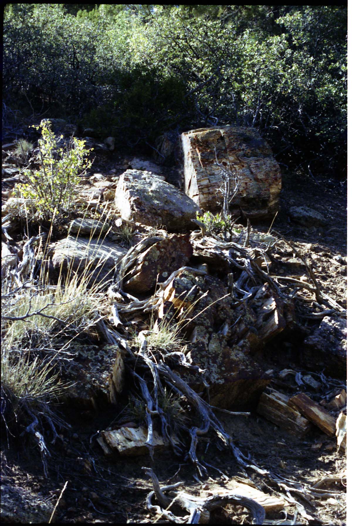 Color Photos of petrified wood.