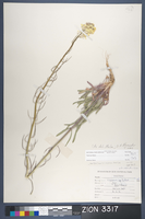 Herbarium Specimen Sheet 3317