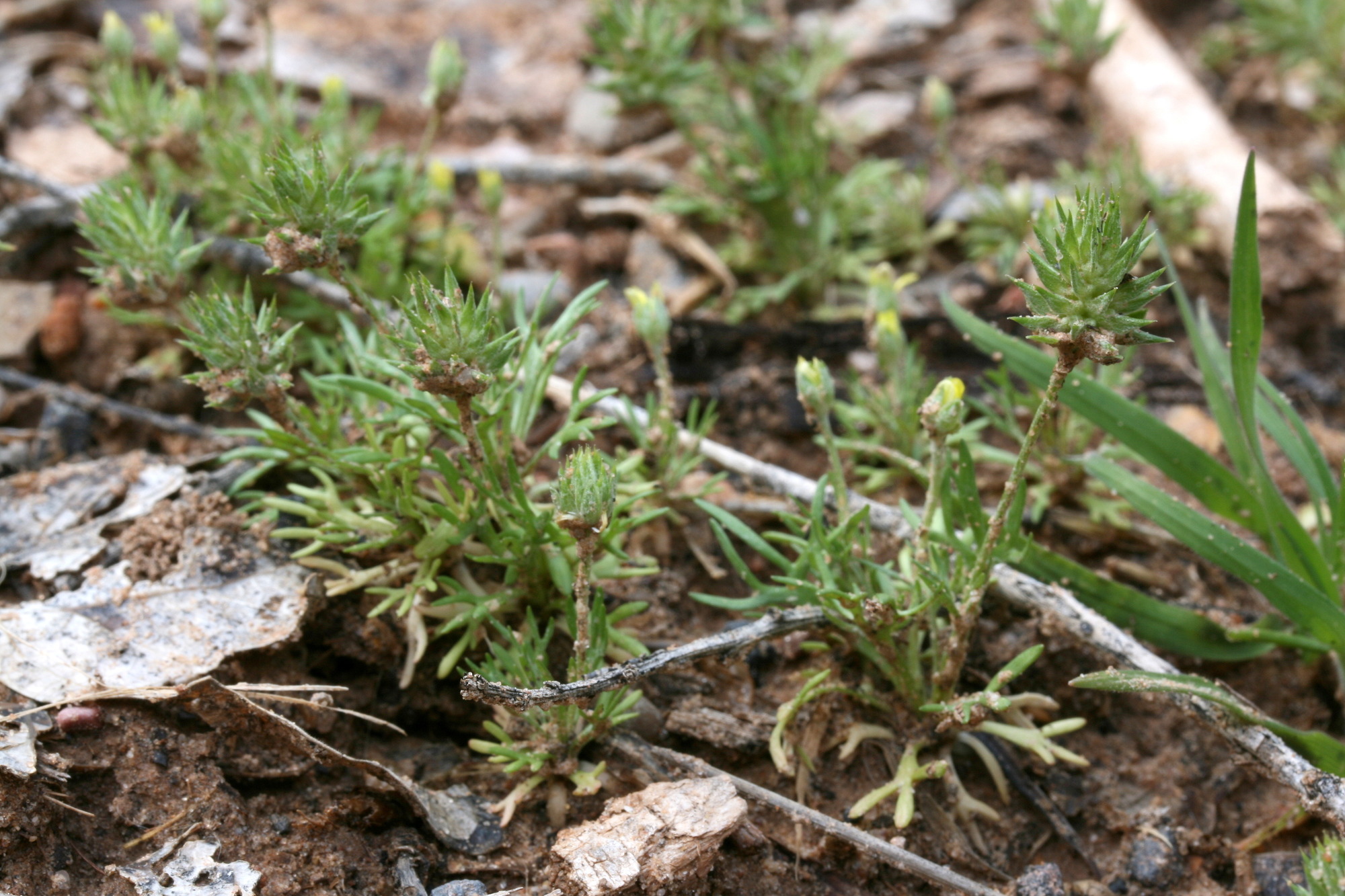 Ranunculus testiculatus, Bur buttercup