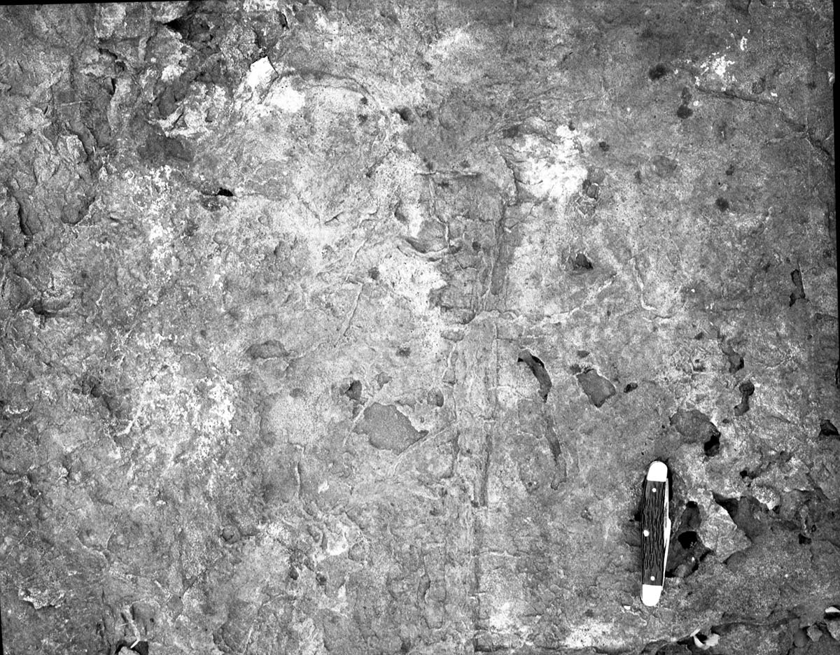 Possible fossils in Navajo sandstone along Canyon Overlook Trail. Research study by John P. Bradbury.