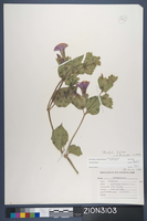 Herbarium Specimen Sheet 3103