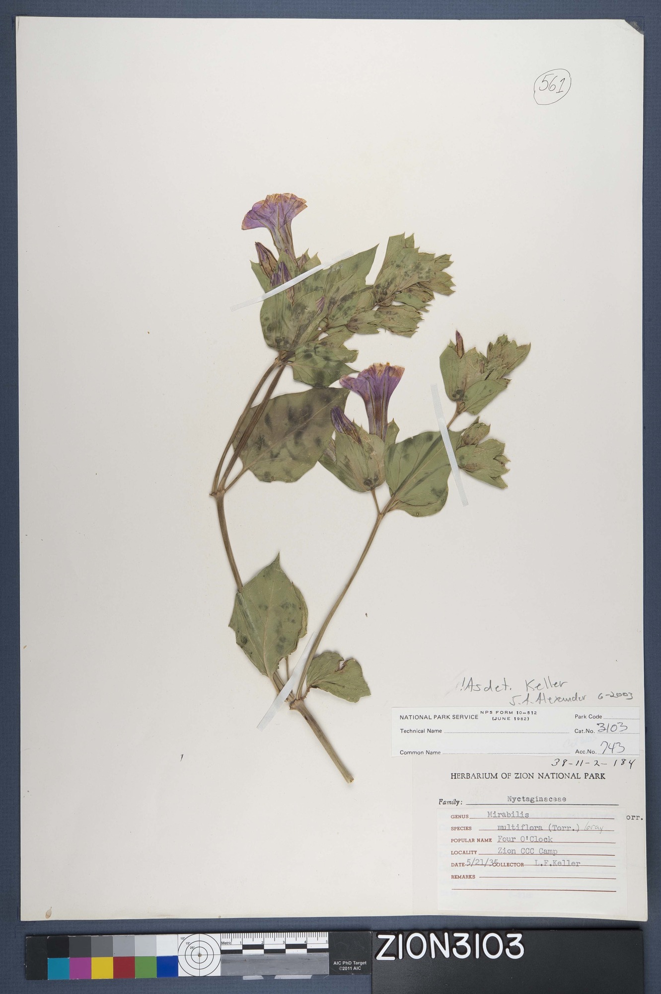 Herbarium Specimen Sheet 3103