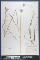 Herbarium Specimen Sheet 2856