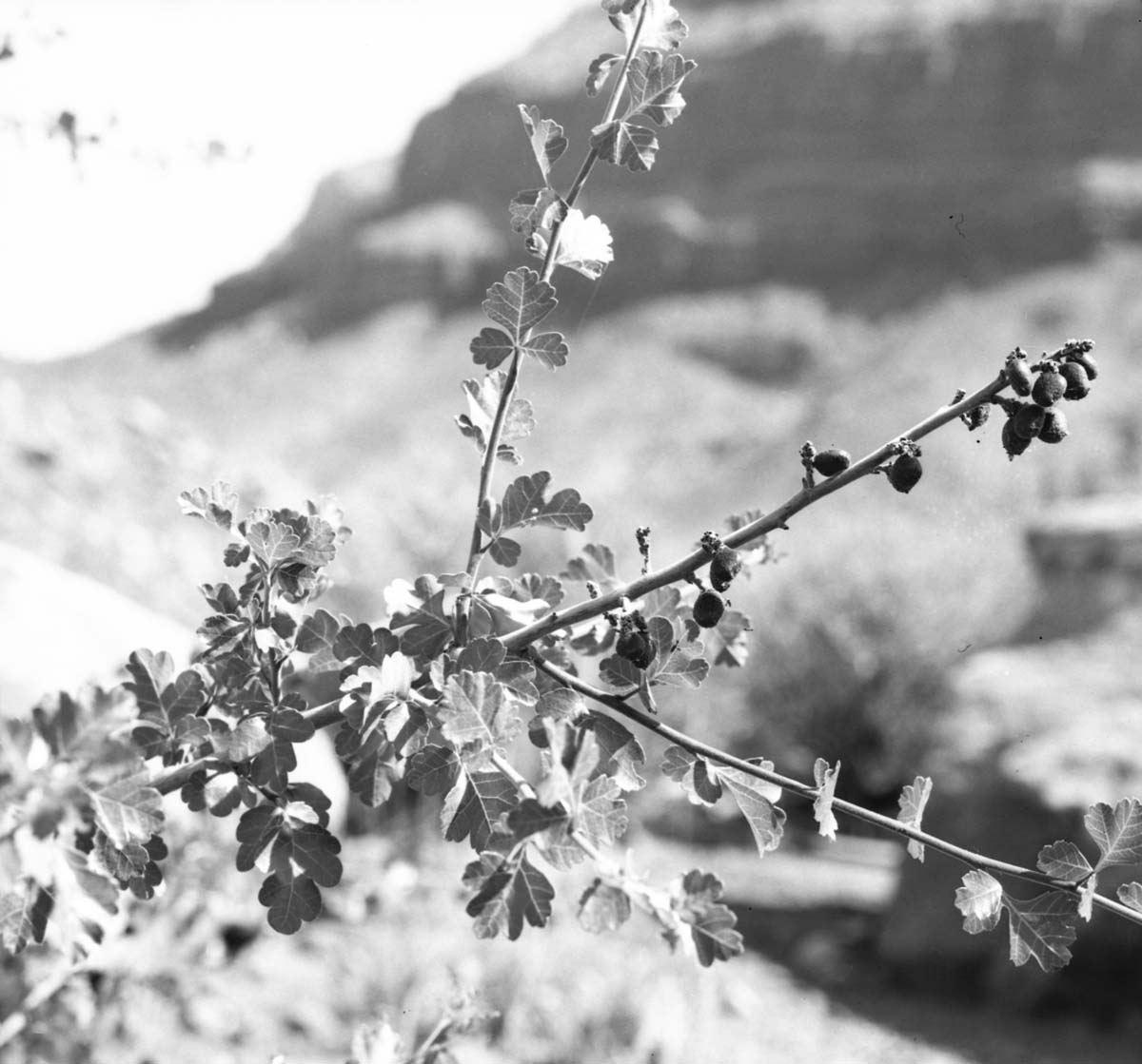 Leaves, branches, and fruits of Rhus trilobata, three-leaf sumac.