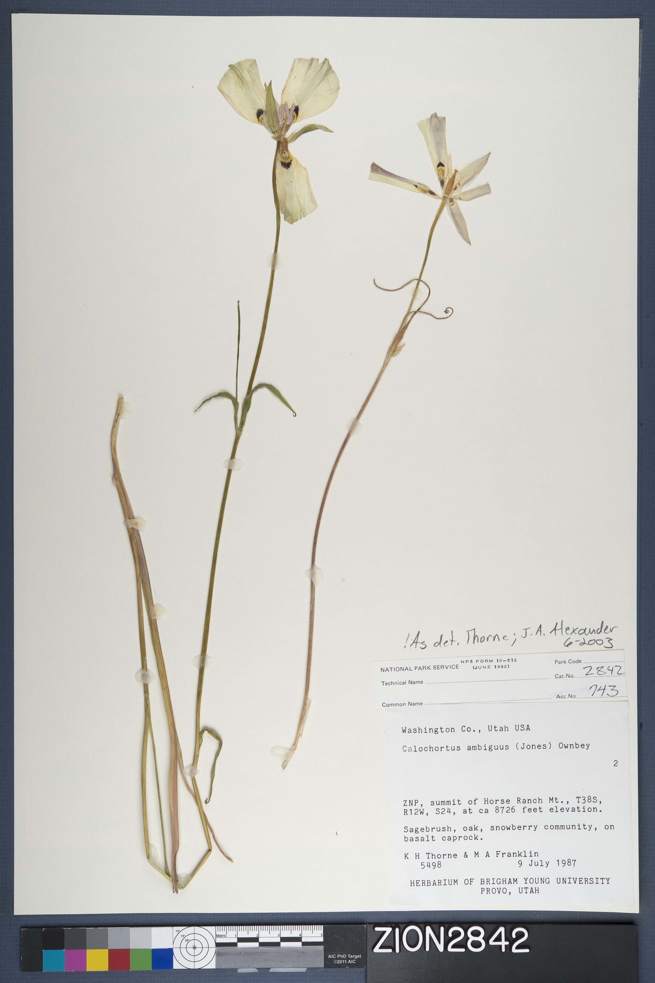 Herbarium Specimen Sheet 2842