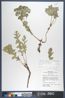 Herbarium Specimen Sheet 3810