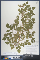 Herbarium Specimen Sheet 3526