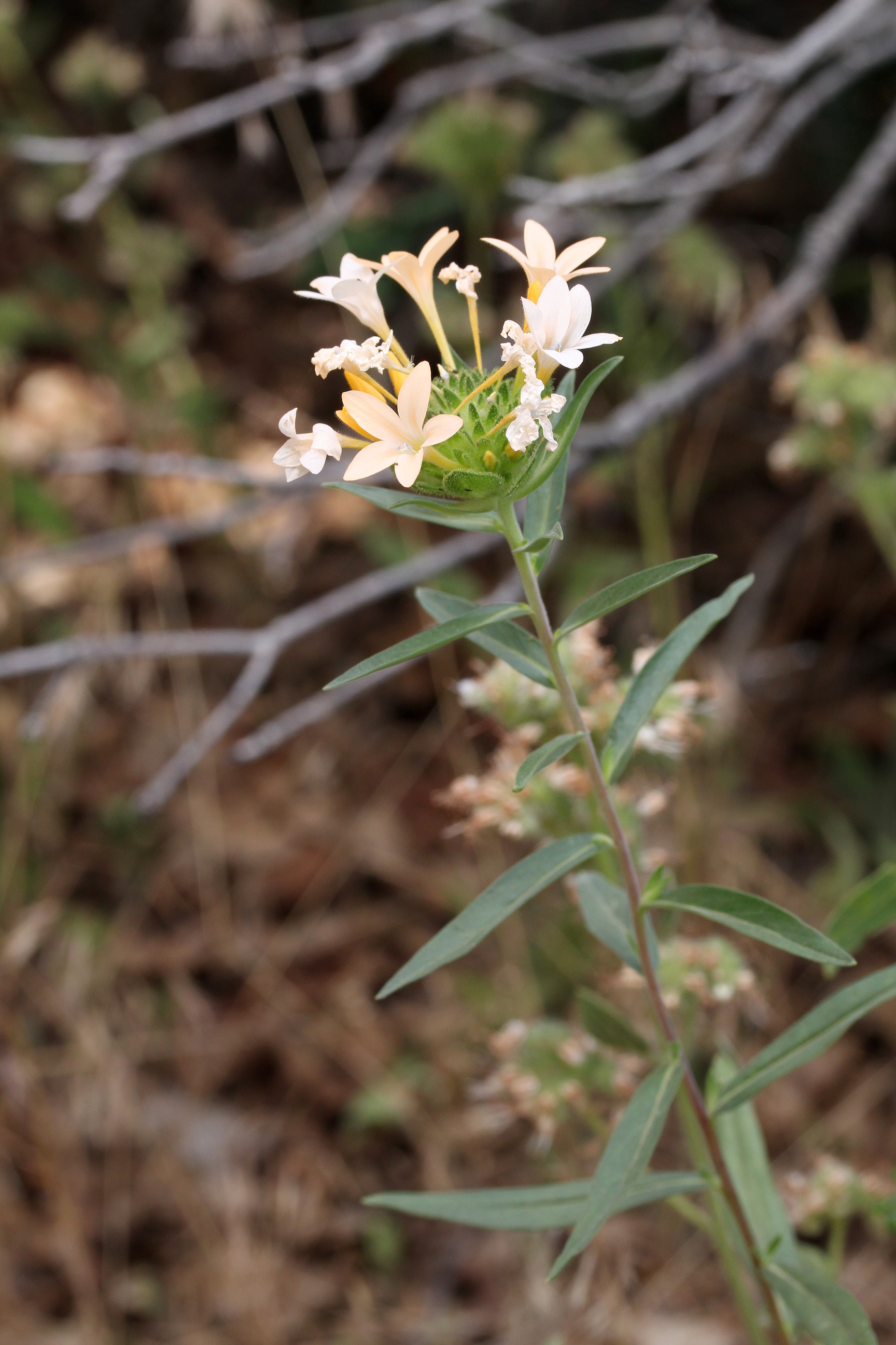 Collomia grandiflora, Large collomia