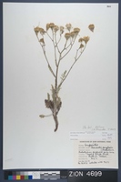 Herbarium Specimen Sheet 4699
