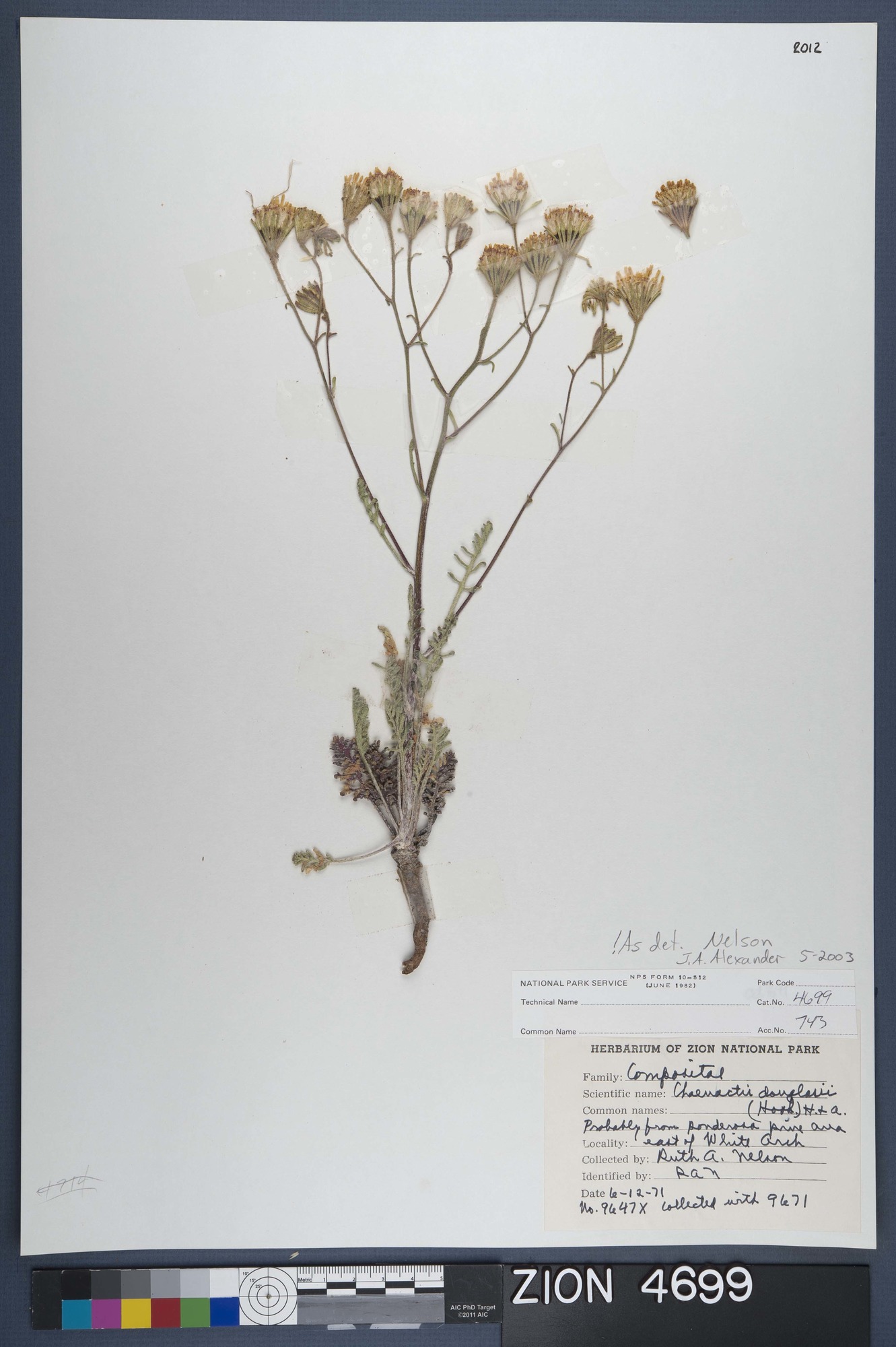 Herbarium Specimen Sheet 4699