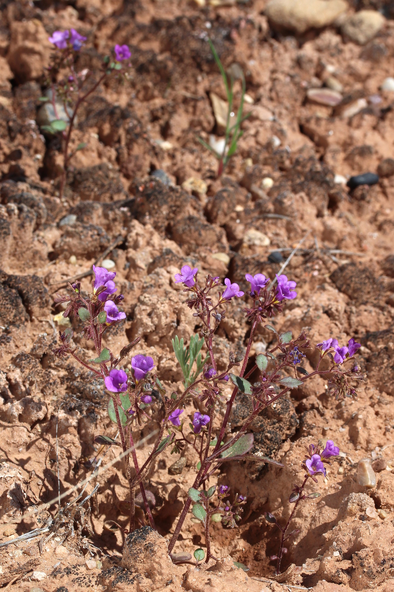 Phacelia pulchella, Pretty phacelia