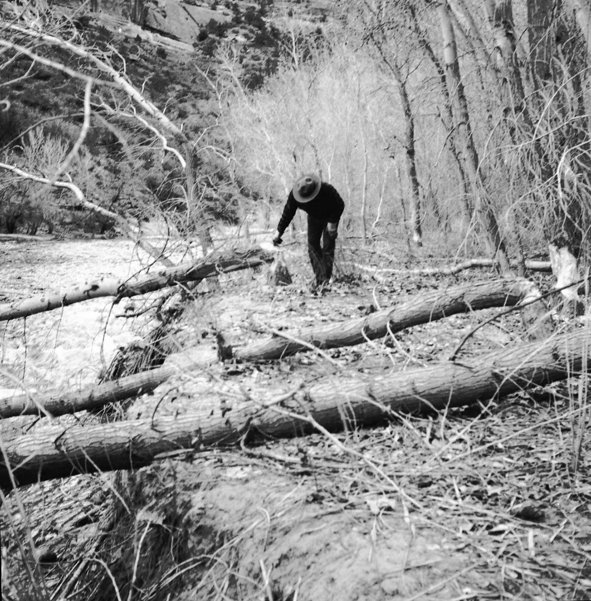 Tree damages as a result of beaver work along Virgin River near Weeping Rock, southeast of Angels Landing. Fremont cottonwoods.