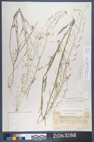 Herbarium Specimen Sheet 3288