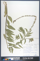 Herbarium Specimen Sheet 16298