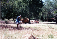 NPS employee picking up litter in campground area.