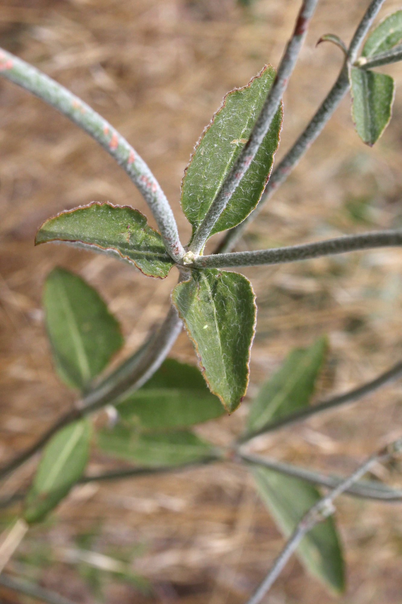 Eriogonum racemosum, Redroot wild buckwheat