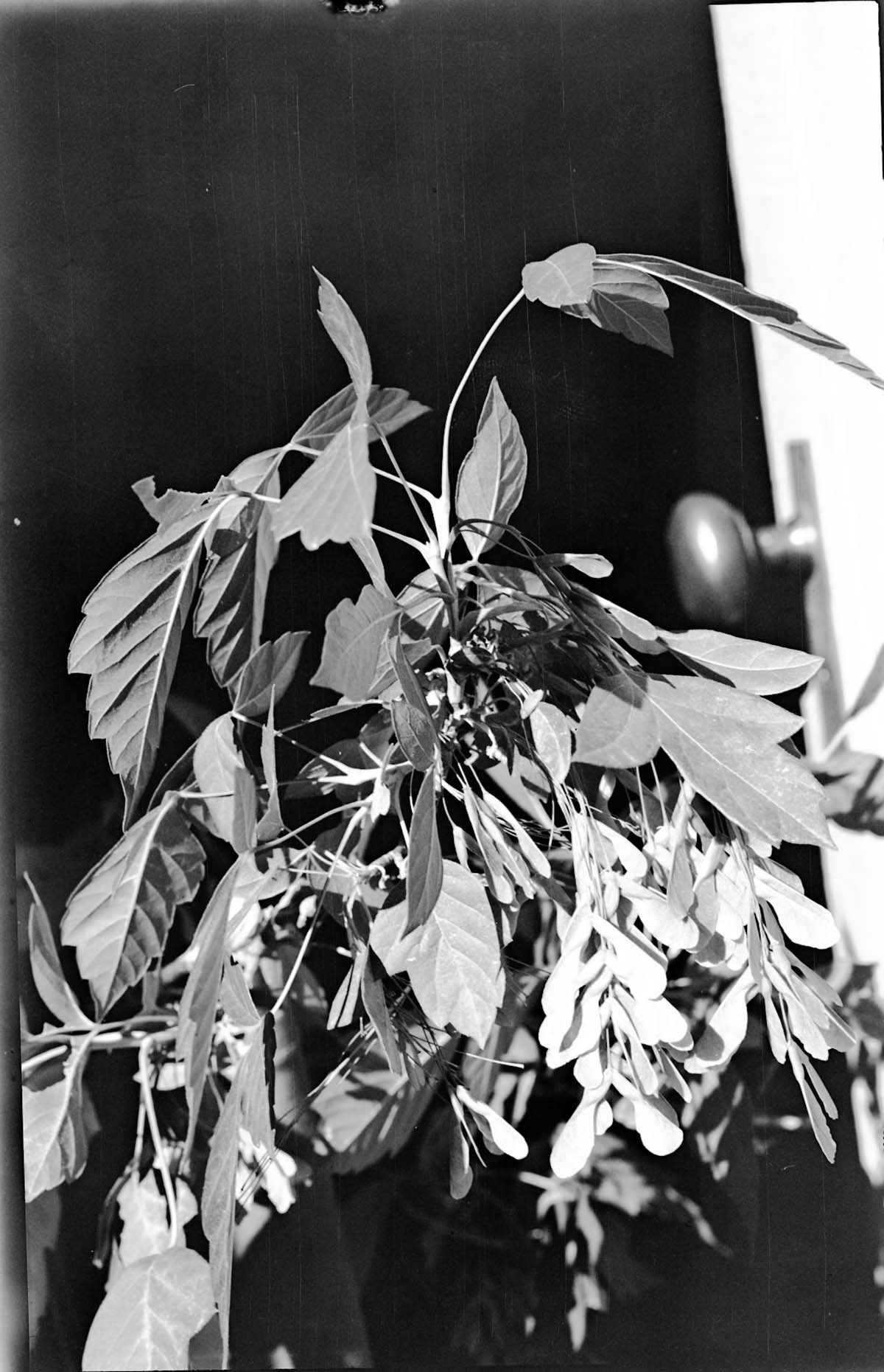Leaves and fruits of Acer negundo interius, boxelder.