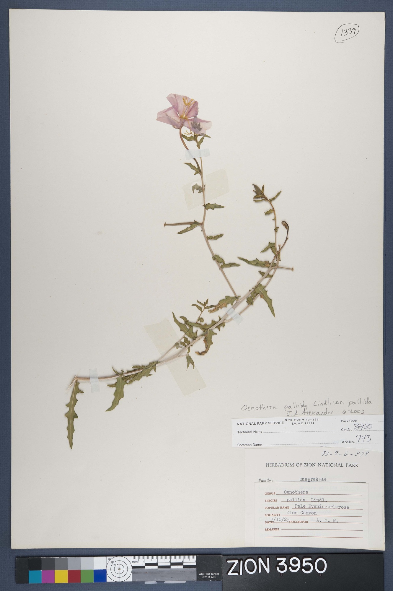 Herbarium Specimen Sheet 3950